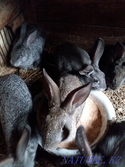 I sell chinchilla rabbits Karagandy - photo 1