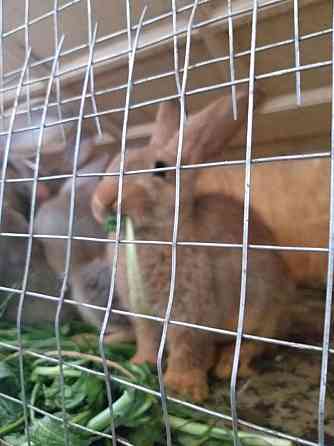 Продам кроликов Бургунцы Алматы