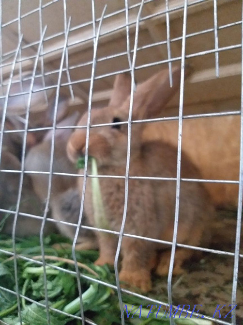 Selling Burgundy rabbits Almaty - photo 2