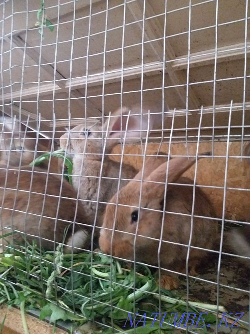 Selling Burgundy rabbits Almaty - photo 1