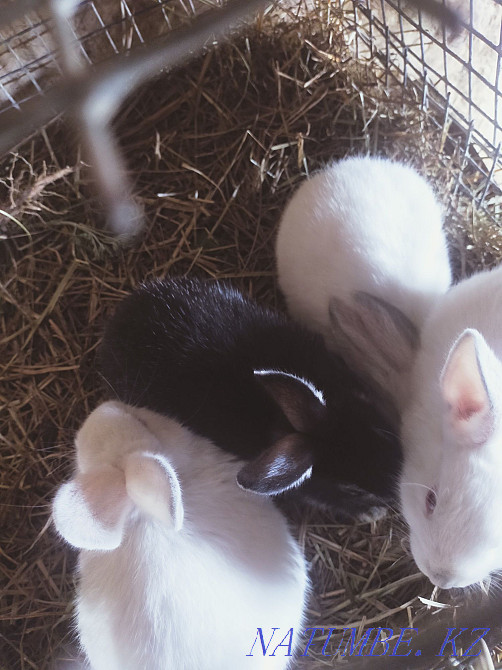 rabbits for sale cheap Pavlodar - photo 3