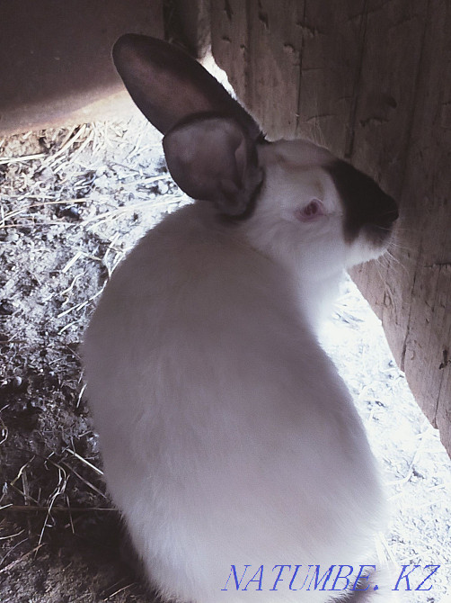 rabbits for sale cheap Pavlodar - photo 2