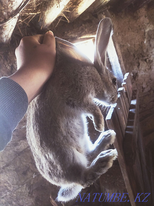 rabbits for sale cheap Pavlodar - photo 4
