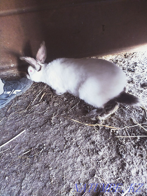 rabbits for sale cheap Pavlodar - photo 1