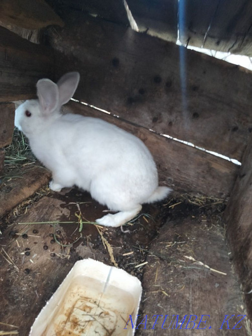 Продам кроликов.  - изображение 1