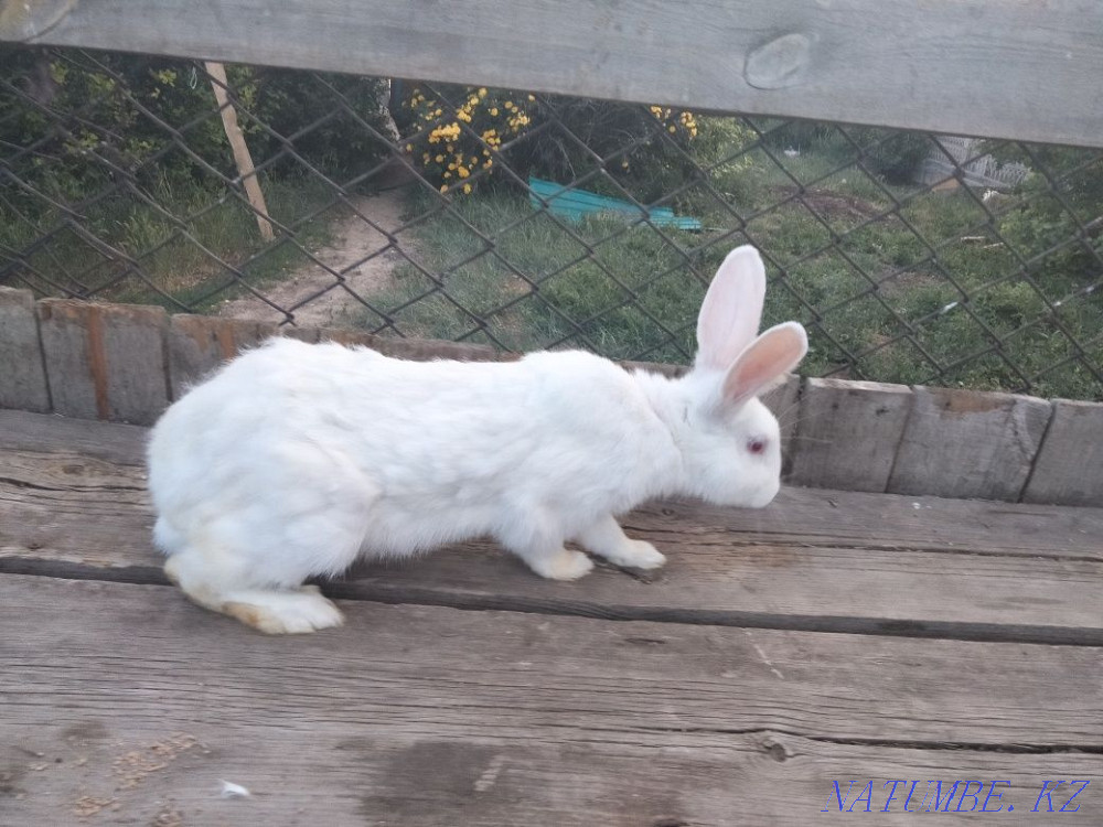 Продам кроликов.  - изображение 4