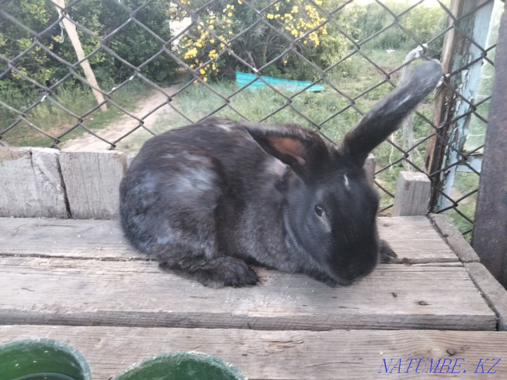 Продам кроликов.  - изображение 3