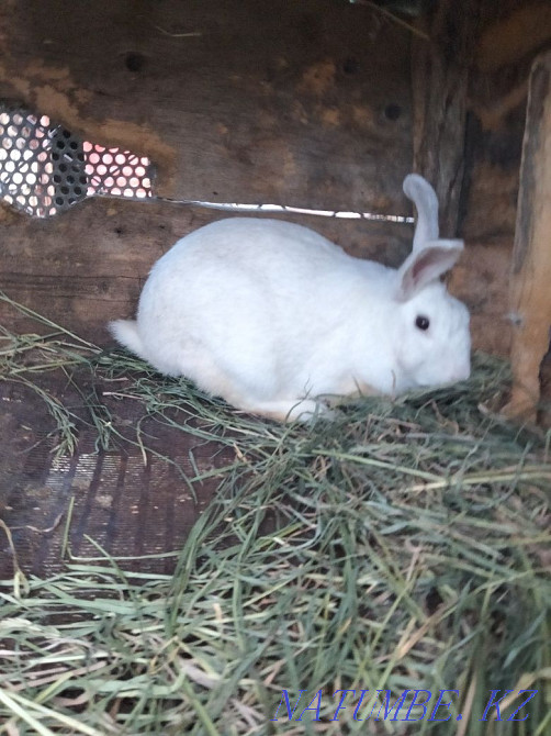 Продам кроликов.  - изображение 2