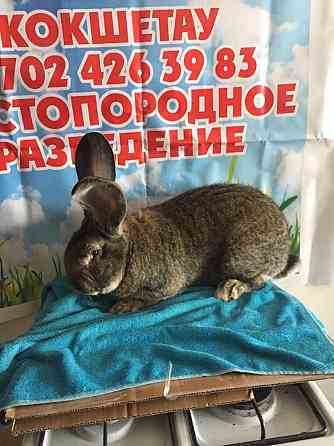 Продам кроликов Kokshetau