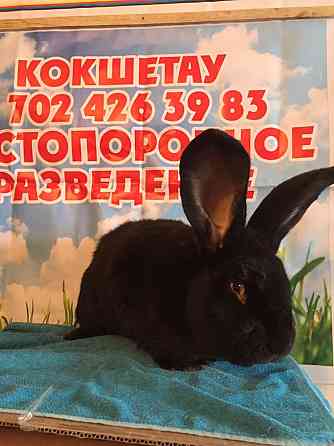 Продам кроликов Кокшетау