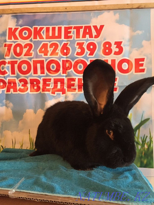 I will sell rabbits Kokshetau - photo 2