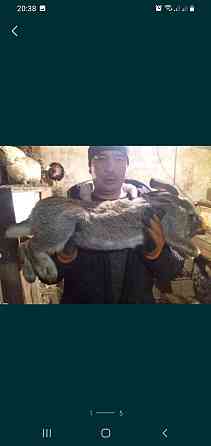 Продам кролики 1000тенге месяца жизни Астана