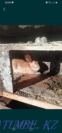 I will sell rabbits 1000 tenge of a month of life Astana - photo 4