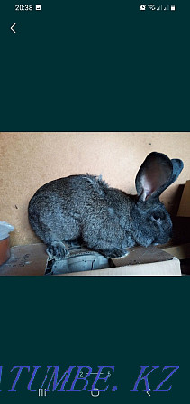 I will sell rabbits 1000 tenge of a month of life Astana - photo 3