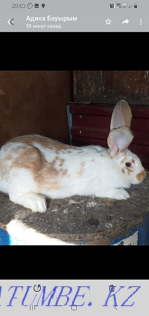 I will sell rabbits 1000 tenge of a month of life Astana - photo 2