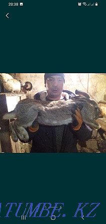 I will sell rabbits 1000 tenge of a month of life Astana - photo 1