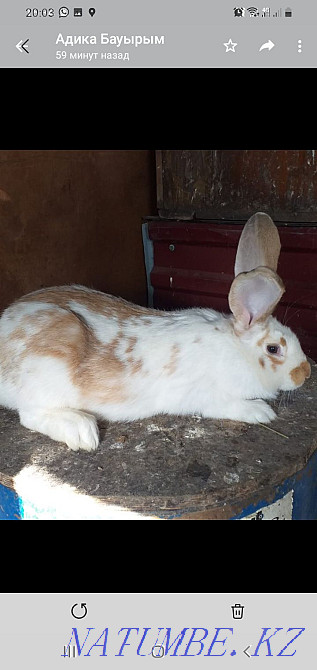 Продам кролики 1000тенге месяца жизни Астана - изображение 2