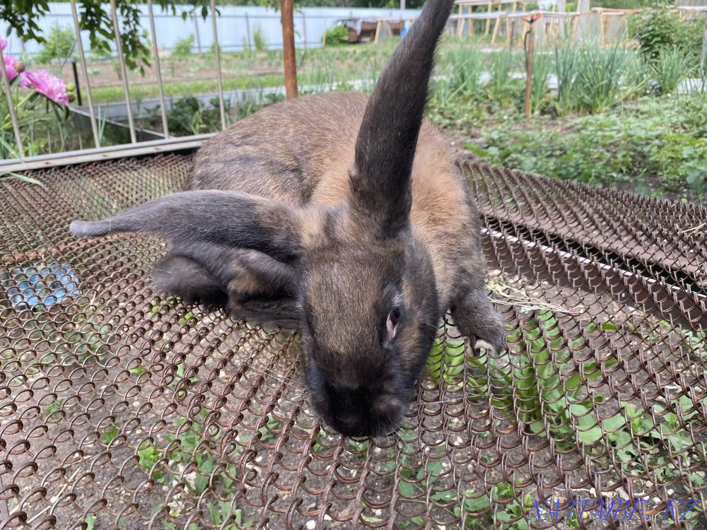 giant rabbits Karagandy - photo 1