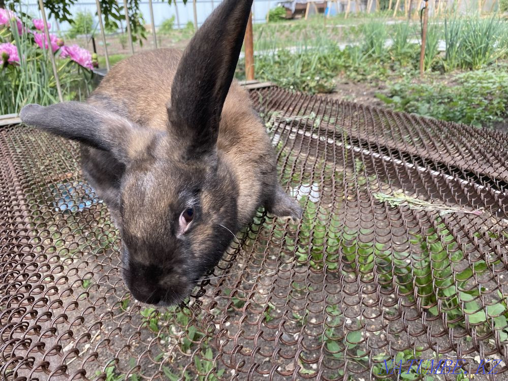 giant rabbits Karagandy - photo 2