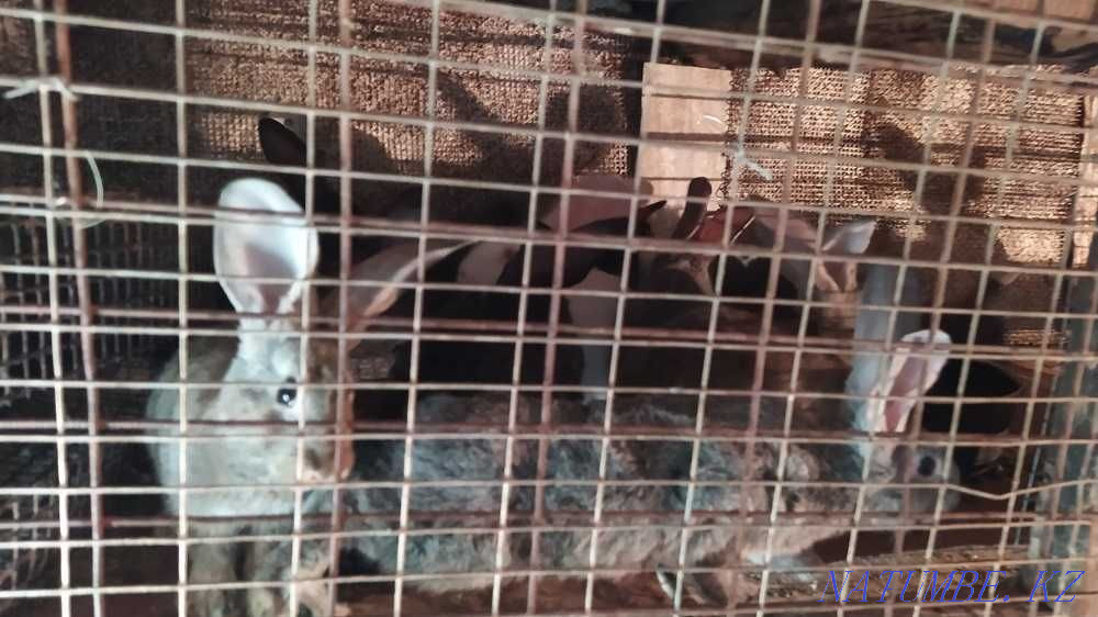 Selling young rabbits Petropavlovsk - photo 3