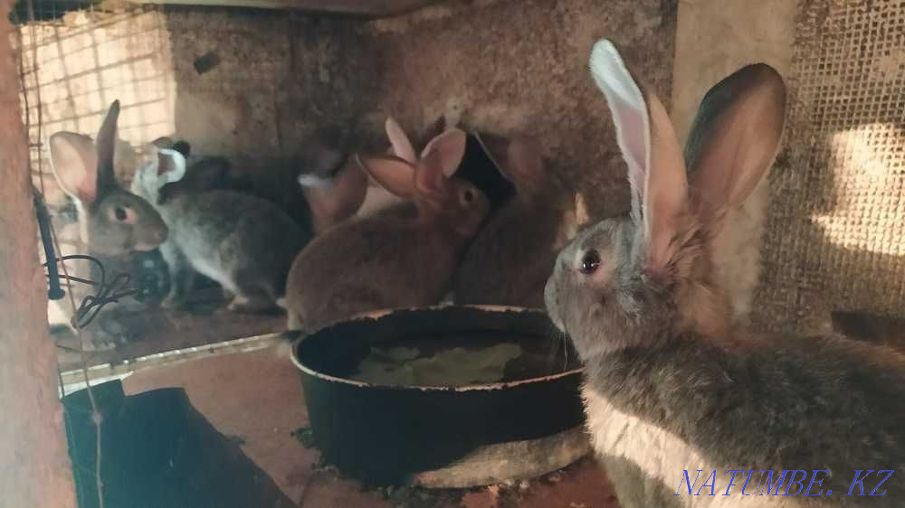 Selling young rabbits Petropavlovsk - photo 1