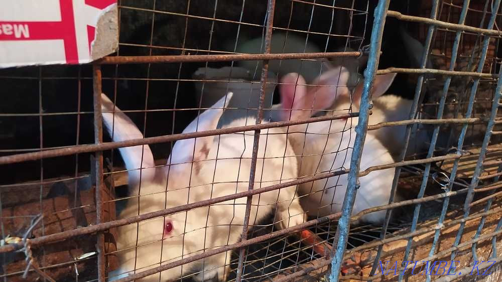 Selling young rabbits Petropavlovsk - photo 2