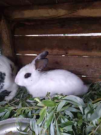 Продам кроликов разных возрастов до 5 месяцев Pavlodar