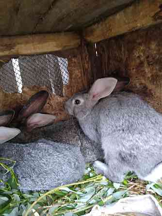 Продам кроликов разных возрастов до 5 месяцев Павлодар