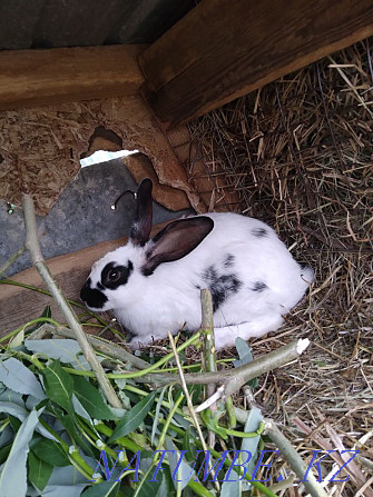 We sell rabbits of different ages up to 5 months Pavlodar - photo 2