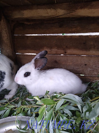 We sell rabbits of different ages up to 5 months Pavlodar - photo 4