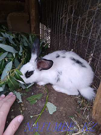 We sell rabbits of different ages up to 5 months Pavlodar - photo 3
