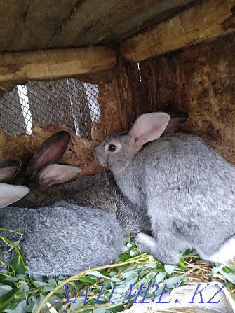 We sell rabbits of different ages up to 5 months Pavlodar - photo 1