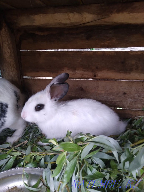 Продам кроликов разных возрастов до 5 месяцев Павлодар - изображение 4