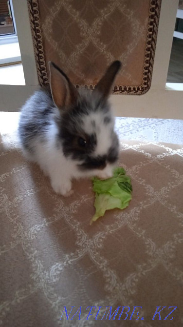 Rabbit decorative baby, urgently! Жарсуат - photo 2