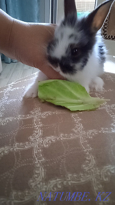Rabbit decorative baby, urgently! Жарсуат - photo 4