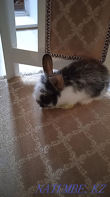 Rabbit decorative baby, urgently! Жарсуат - photo 3