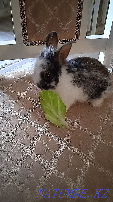 Rabbit decorative baby, urgently! Жарсуат - photo 1