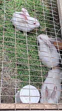 Продам кроликов 1 мес Qaskeleng