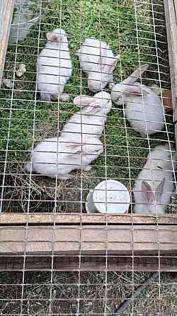 Продам кроликов 1 мес Qaskeleng