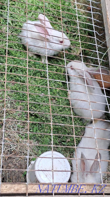 Sell rabbits 1 month Qaskeleng - photo 2