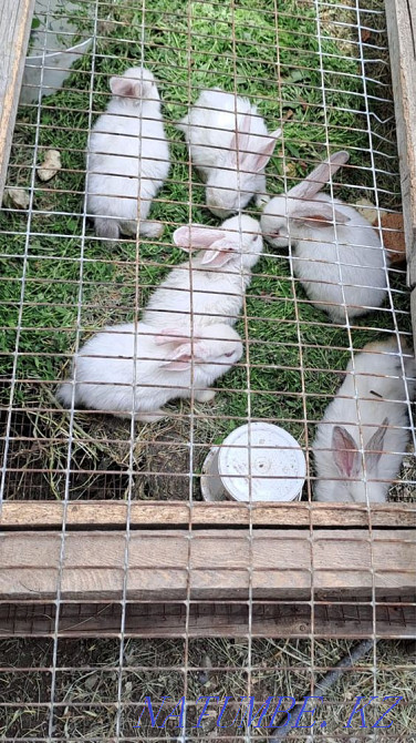 Sell rabbits 1 month Qaskeleng - photo 1