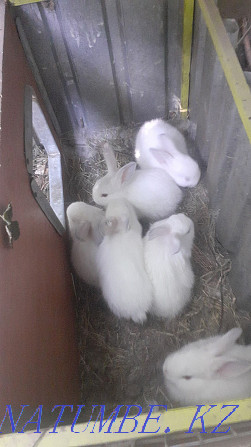 Rabbits 1 month California - half-giant Shymkent - photo 1