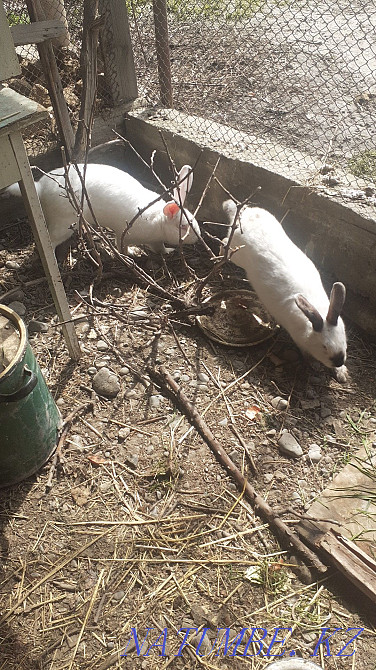 Кролики 1 месяц калифорния -полугигант Шымкент - изображение 3