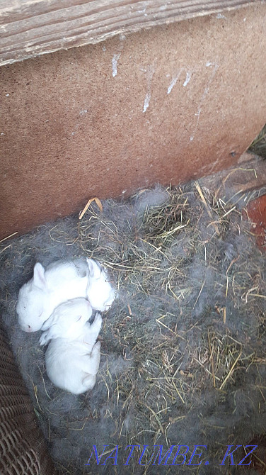Кролики 1 месяц калифорния -полугигант Шымкент - изображение 2