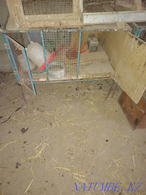 Brooder for rabbits Shymkent - photo 4