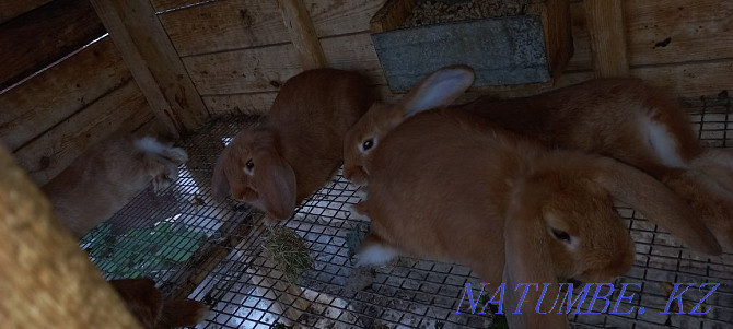 We sell rabbits!  - photo 2