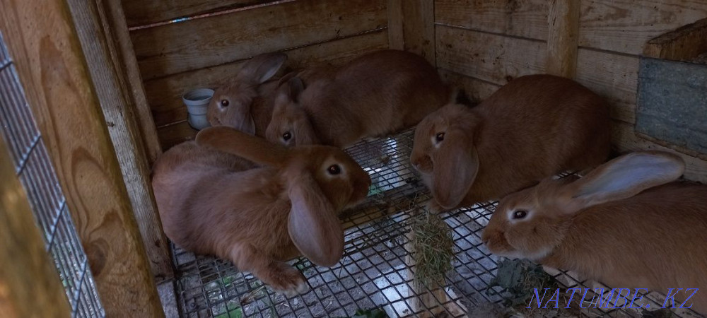 Продам кроликов!  - изображение 1