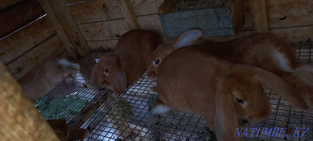 Продам кроликов!  - изображение 2