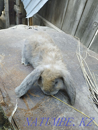 Rabbits french ram couple  - photo 2