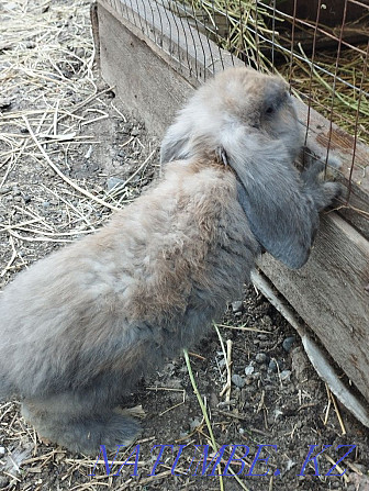 Rabbits french ram couple  - photo 3